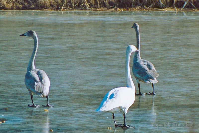 wilde zwanen-feb-2003-f001c.jpg